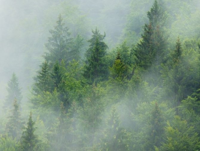 Día Internacional de los Bosques: la importancia de apostar por su sostenibilidad